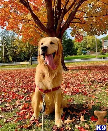 Golden Retriever stud dog