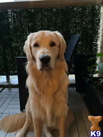 Golden Retriever stud dog