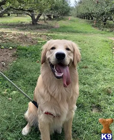 Golden Retriever stud dog