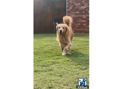 a golden retriever dog running in a yard