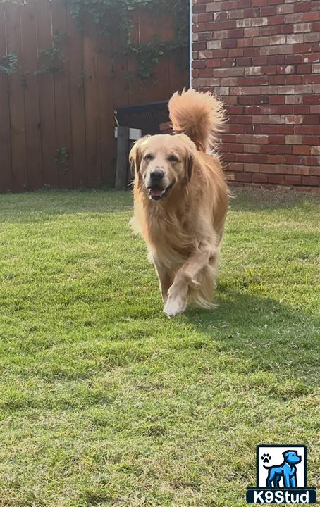 a golden retriever dog running in a yard