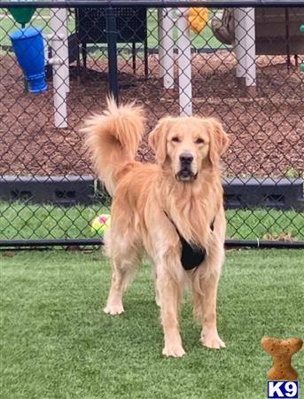 a golden retriever dog standing on grass