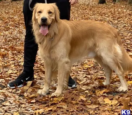 Golden Retriever stud dog