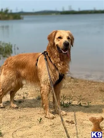 Golden Retriever stud dog