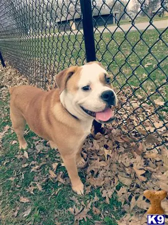 American Bulldog stud dog