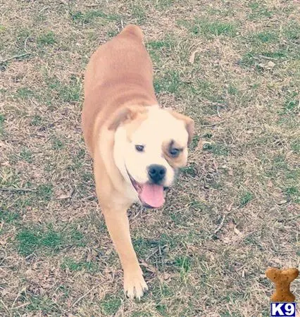 American Bulldog stud dog