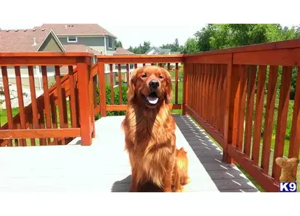 a golden retriever dog sitting on a porch
