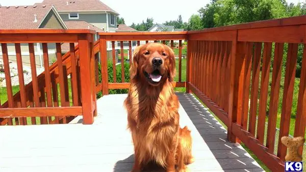 Golden Retriever stud dog: a golden retriever dog sitting on a porch