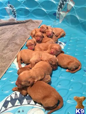 Golden Retriever stud dog: a group of golden retriever puppies on a blue and white tiled surface
