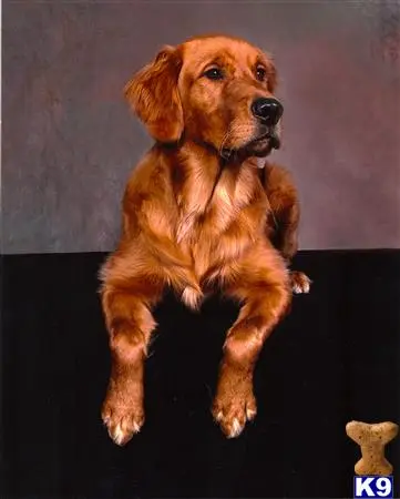 Golden Retriever stud dog: a golden retriever dog sitting on a black surface