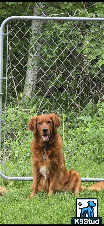 Golden Retriever stud dog: a golden retriever dog sitting in the grass