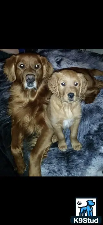 Golden Retriever stud dog: Two Golden Retrievers sitting on a soft gray blanket
