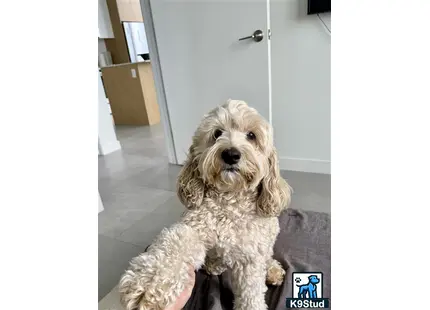 a cockapoos dog holding a stuffed animal
