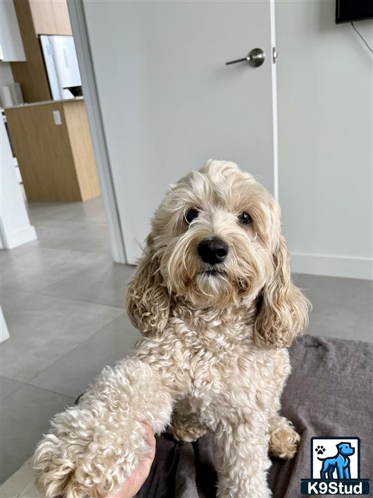a cockapoos dog holding a stuffed animal
