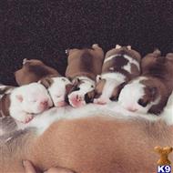 bulldog puppy posted by suano