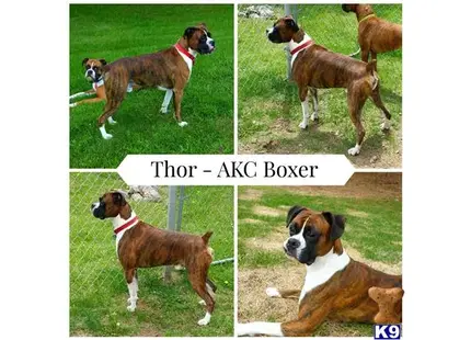 Boxer stud dog: a collage of a boxer dog