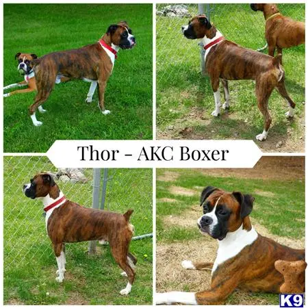 Boxer stud dog: a collage of a boxer dog