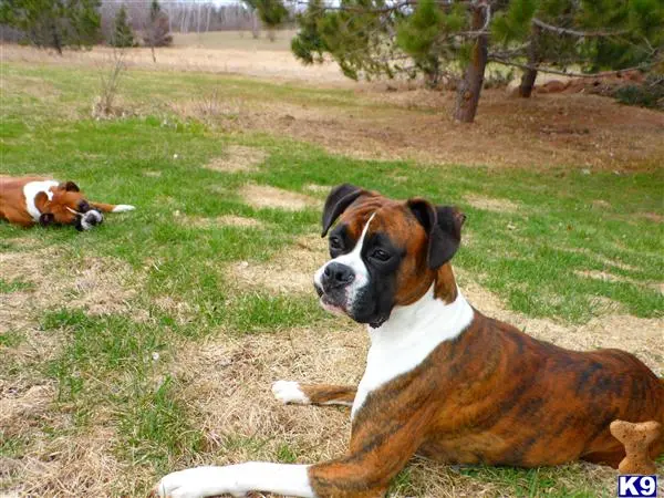 Boxer stud dog: a boxer dog lying on grass