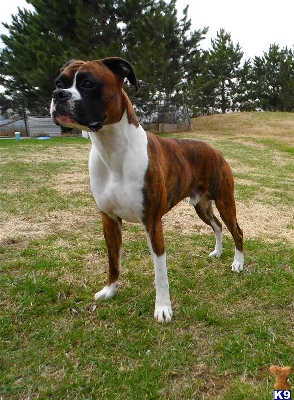 Boxer stud dog: a boxer dog standing in a grassy area