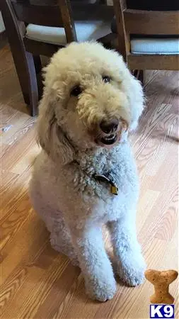 Goldendoodles female dog