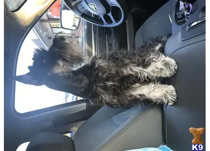 Miniature Schnauzer