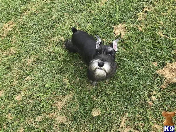 Miniature Schnauzer stud dog