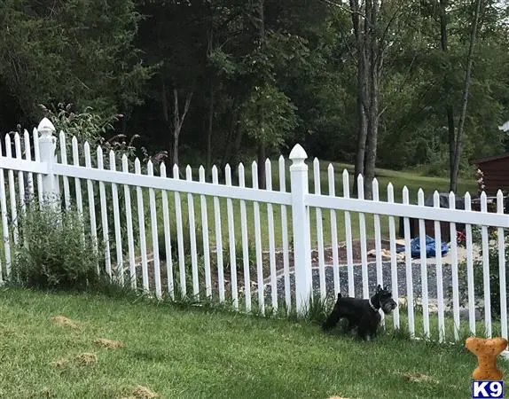 Miniature Schnauzer stud dog