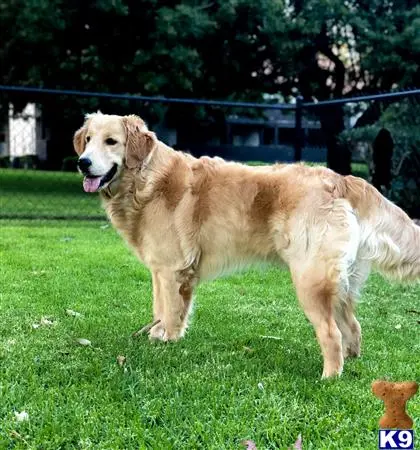 Golden Retriever stud dog