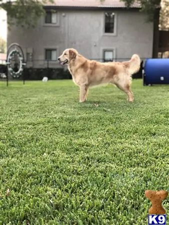 Golden Retriever stud dog