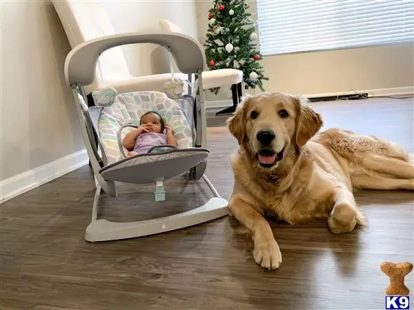 Golden Retriever stud dog