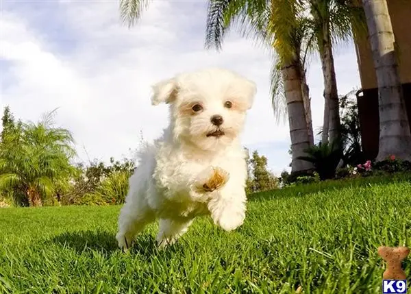 Maltese puppy for sale