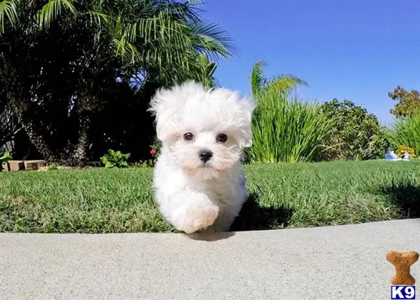 Maltese puppy for sale