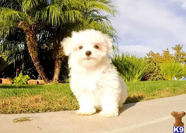 Maltese puppy for sale