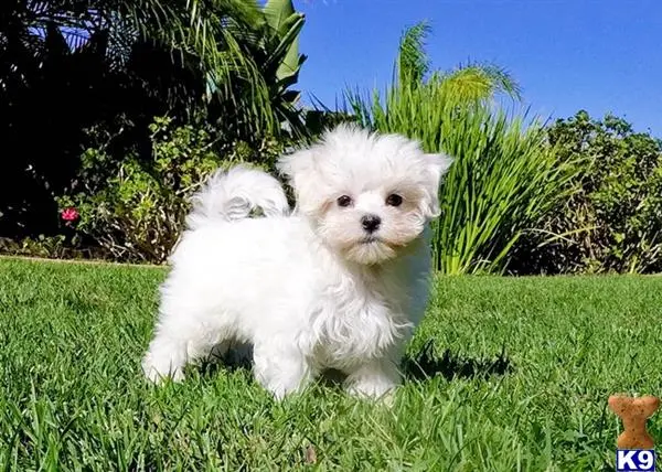 Maltese puppy for sale