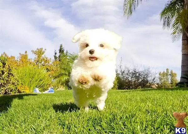 Maltese puppy for sale