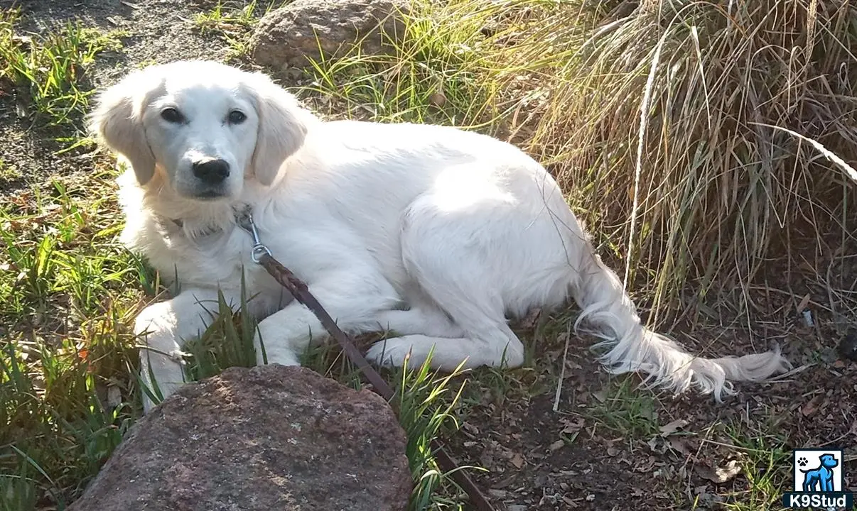 Golden Retriever