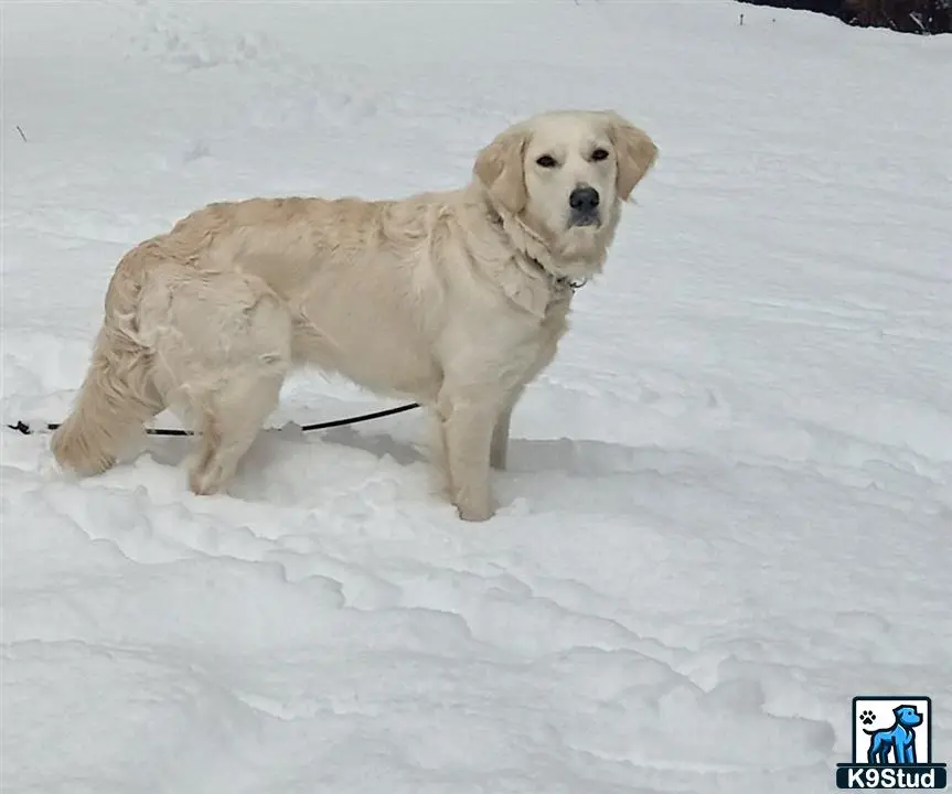 Golden Retriever female dog
