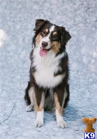 Miniature Australian Shepherd