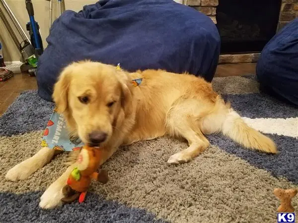 Golden Retriever stud dog