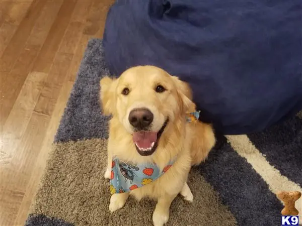 Golden Retriever stud dog