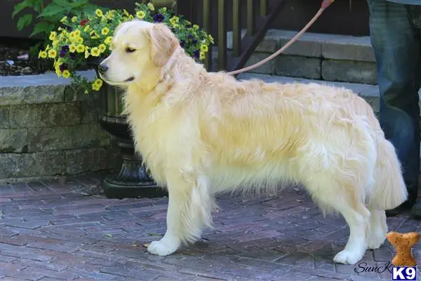 Golden Retriever stud dog