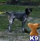 German Shorthaired Pointer puppy for sale: a german shorthaired pointer dog standing on its hind legs