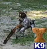 German Shorthaired Pointer puppy for sale: a german shorthaired pointer dog playing with a stick