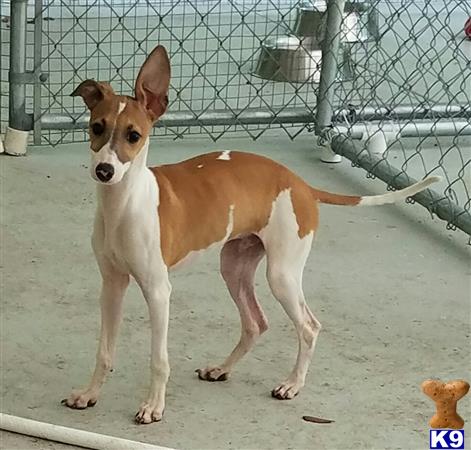 a italian greyhound dog standing on a concrete surface