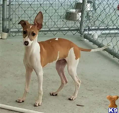 Italian Greyhound puppy for sale: a italian greyhound dog standing on a concrete surface
