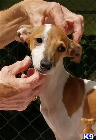 Italian Greyhound puppy for sale: a italian greyhound dog licking a persons hand