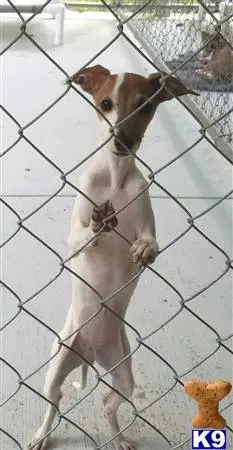 Italian Greyhound puppy for sale: a horse in a cage