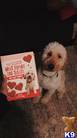 Goldendoodles female dog