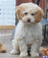 goldendoodles puppy posted by sunnysidepuppies