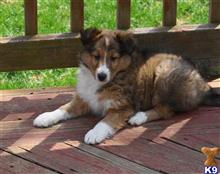 shetland sheepdog puppy posted by sunnysidepuppies